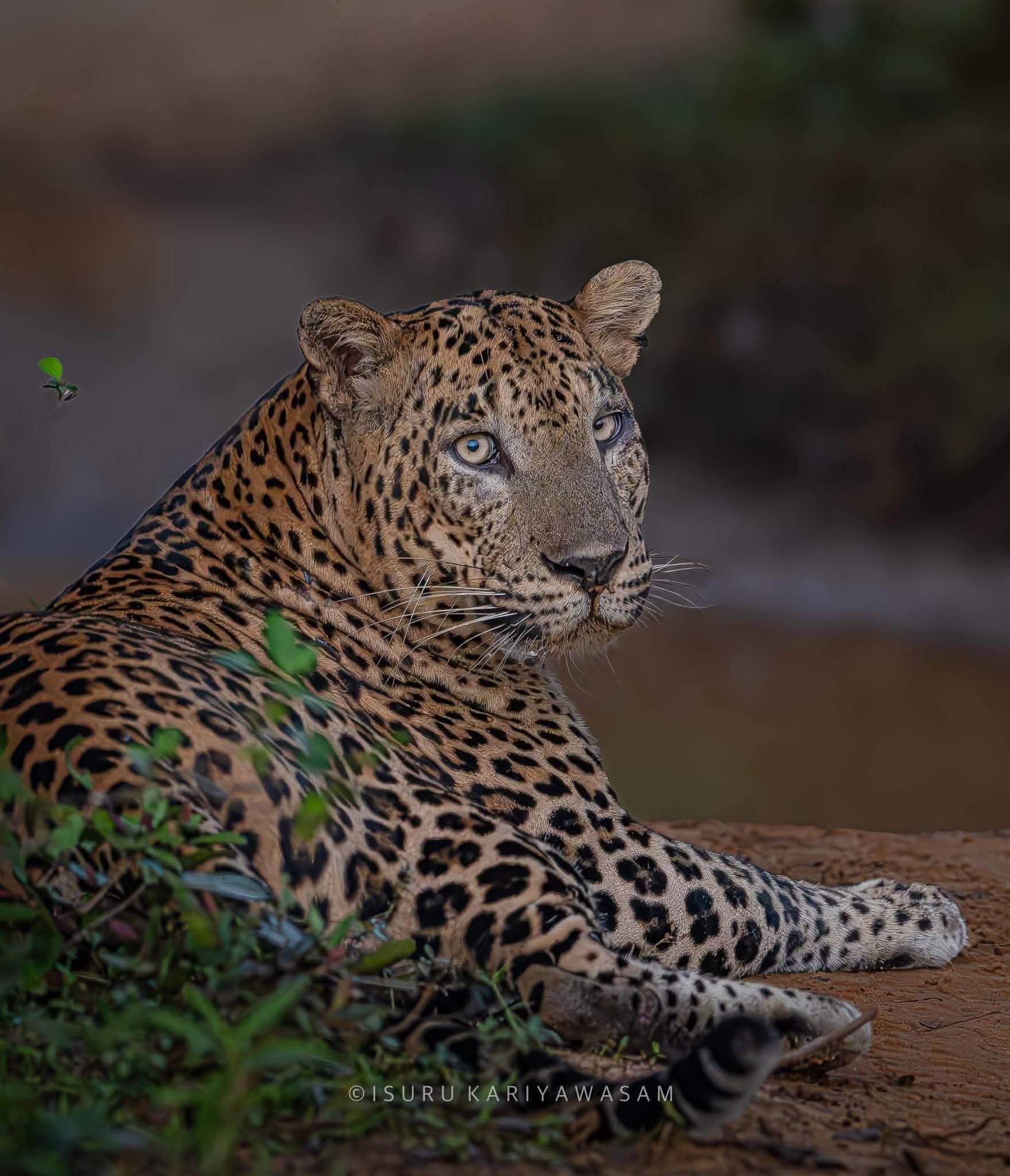 Leo